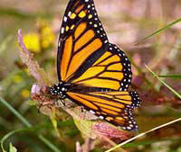 [Photo of Monarch Butterfly, University of MN]